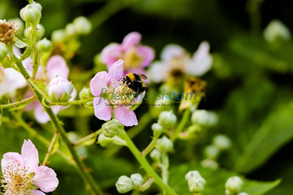 Nektarin Yetiştiriciliği: A'dan Z'ye Eksiksiz Rehber