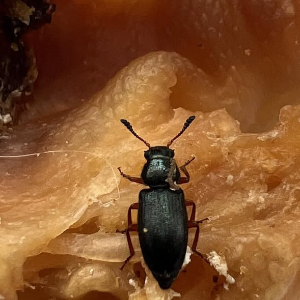Kızıl Bacaklı Pastırma Böceği (Necrobia rufipes): Ambarlanmış Ürünlerin Gizli Düşmanı