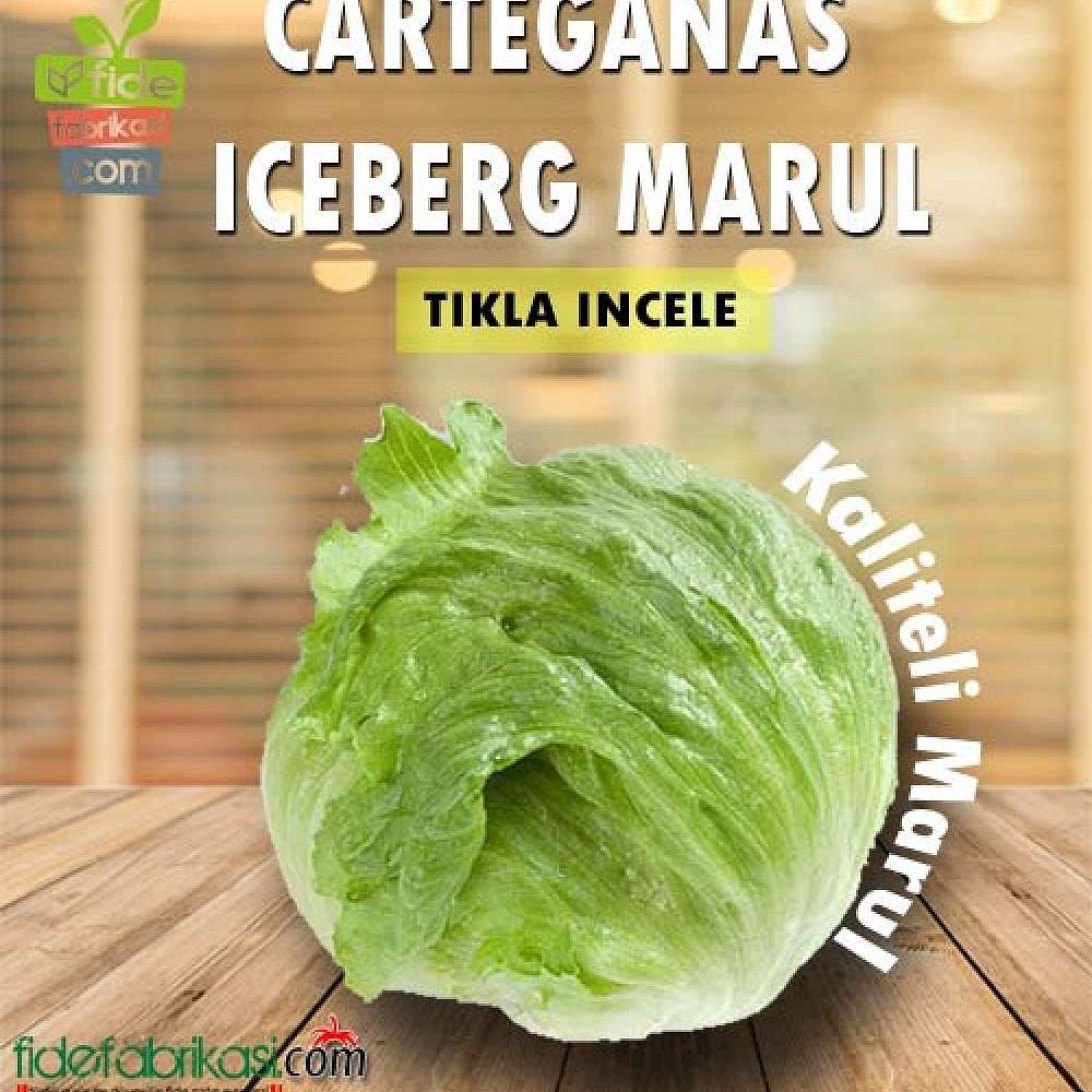 CARTAGENAS RZ (45-82) Iceberg Marul Fidesi