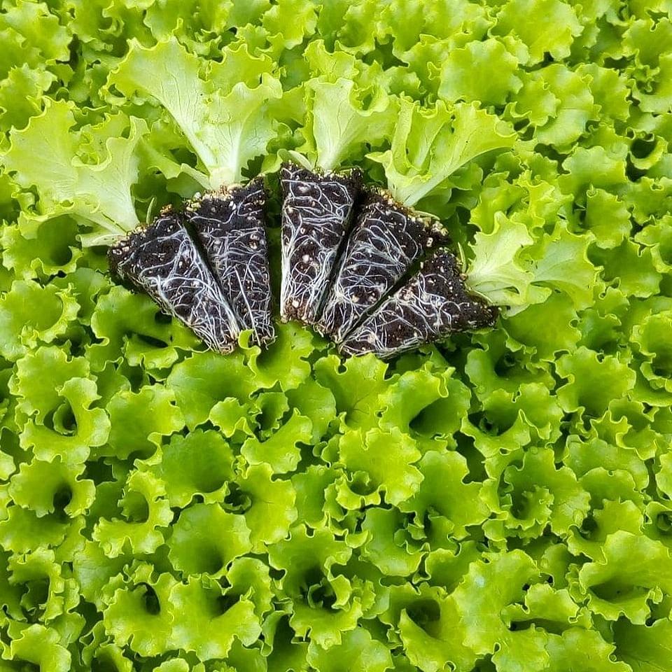 Maritima Kıvırcık Marul Fidesi ürününe ait görsel 3