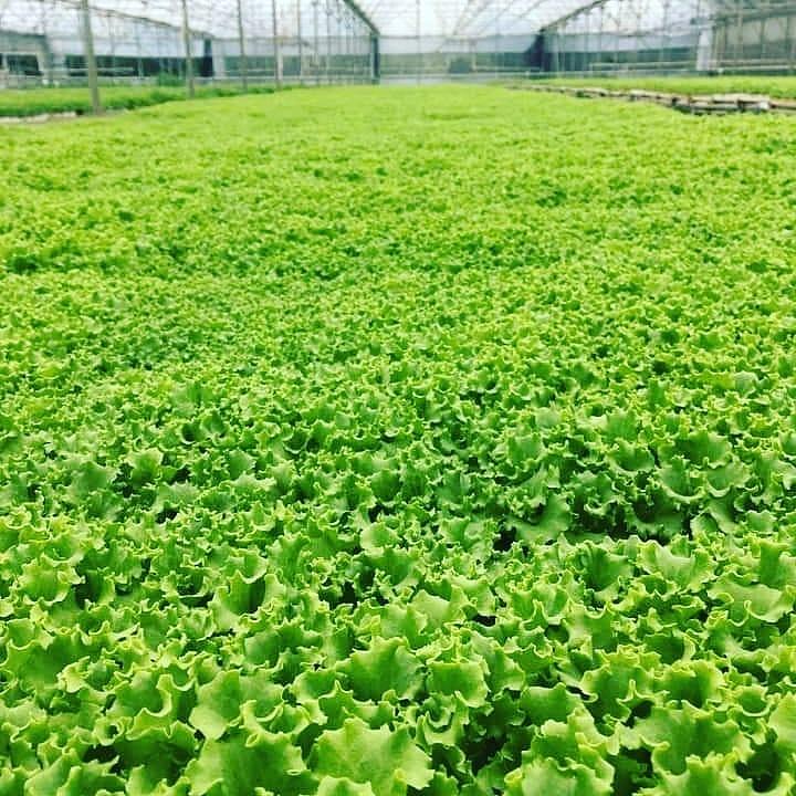 Maritima Kıvırcık Marul Fidesi ürününe ait görsel 2