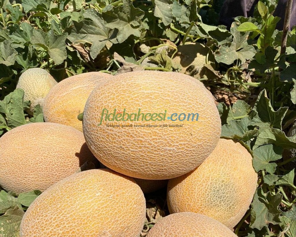 Zehra F1 Galya & Ananas Tip Kavun Tohumu ürününe ait görsel 2