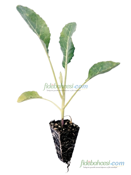 Lahana Fidesi